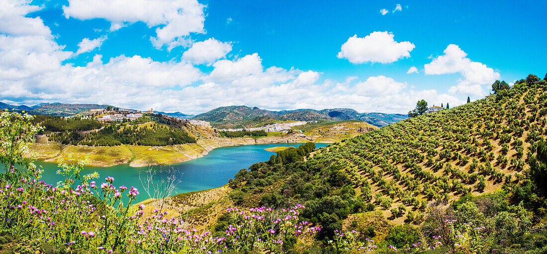 Blick auf Berglandschaft mit Olivenhain vor Stausee, in den Bergen am Stausee Embalse de Iznájar, bei Iznajar, Provinz Cordoba, Andalusien, Spanien