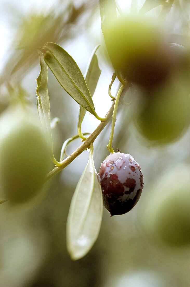 Detail Olive an einem Olivenzweig