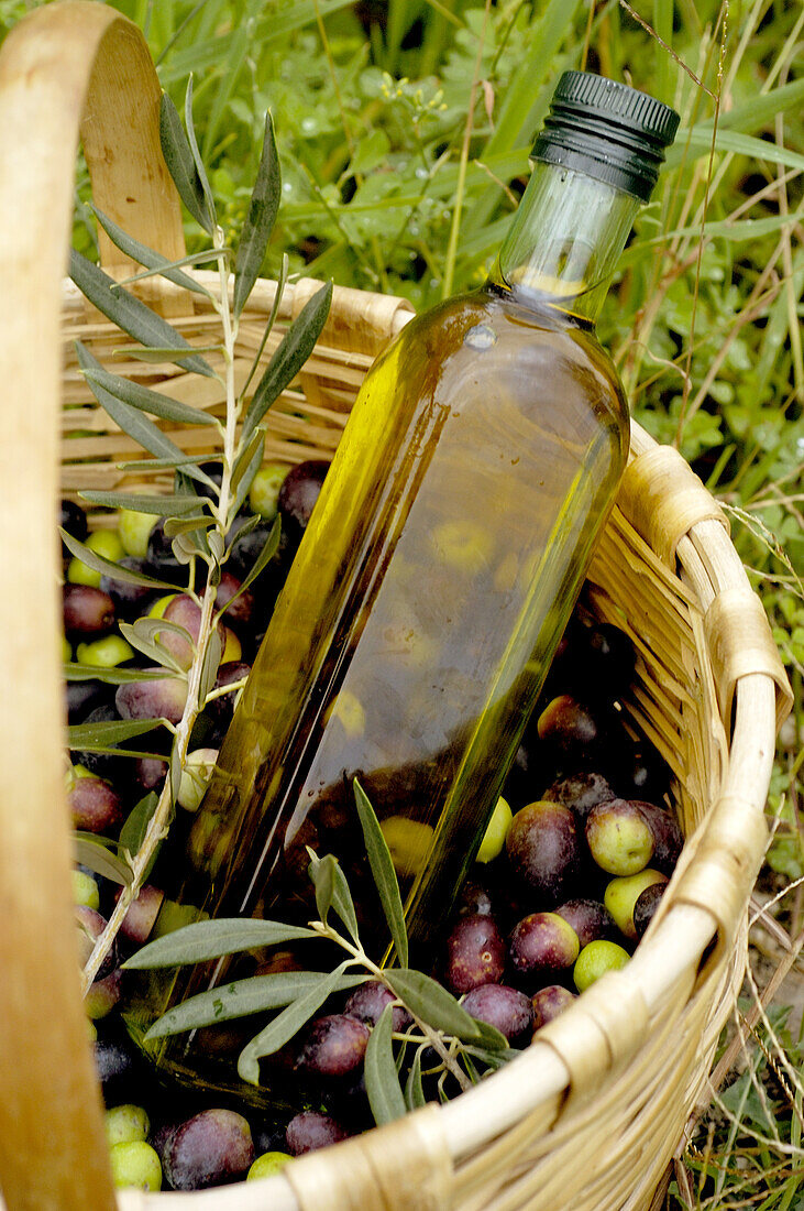 frisch geerntete Oliven mit einer Flasche Olivenöl in einem Korb im Freien