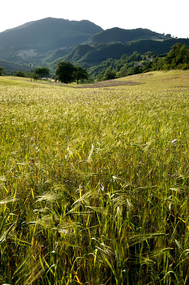  campi from Fiastra and Polverina 