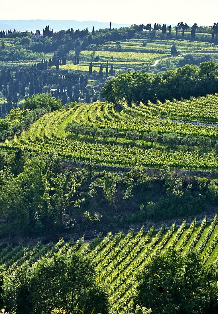  Valpolicella wine region near Negrar near Verona, Veneto, Italy 