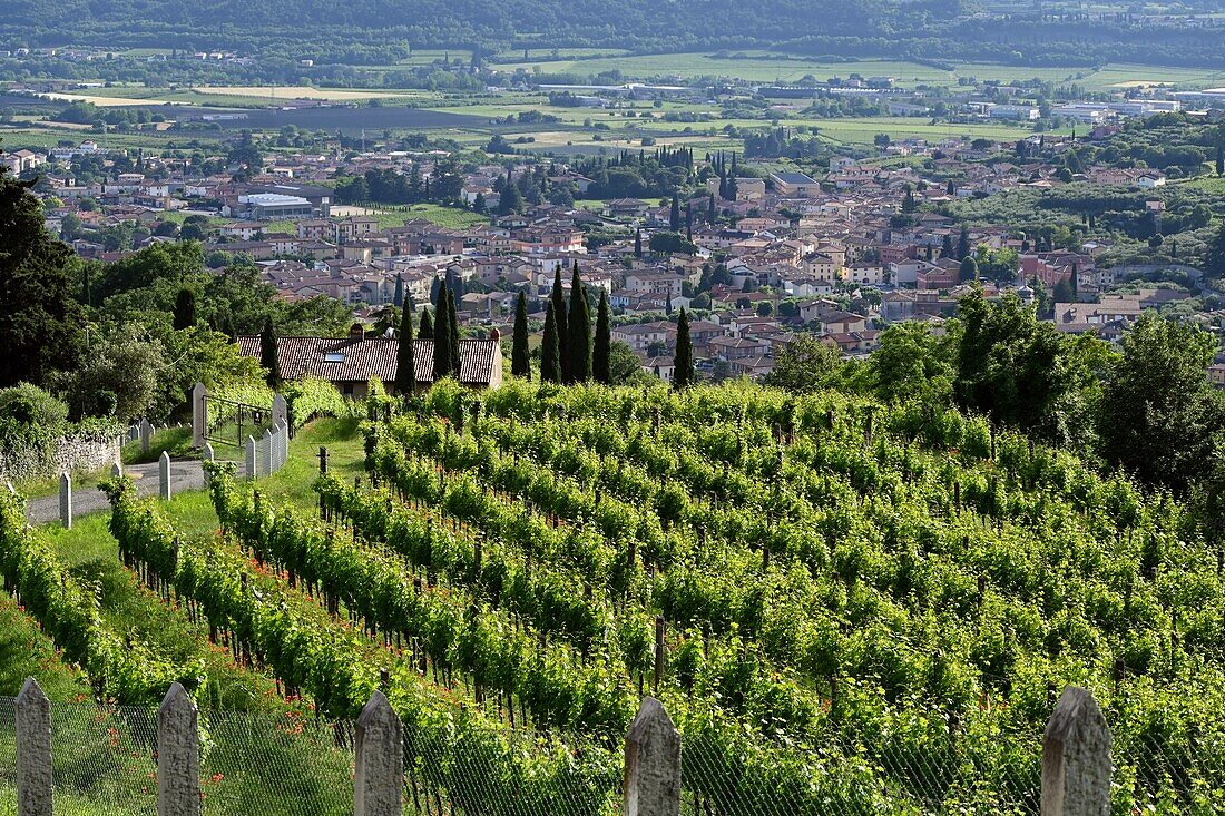 Weinberge im Valpolicella Weingebiet bei Negrar bei Verona, Veneto, Italien