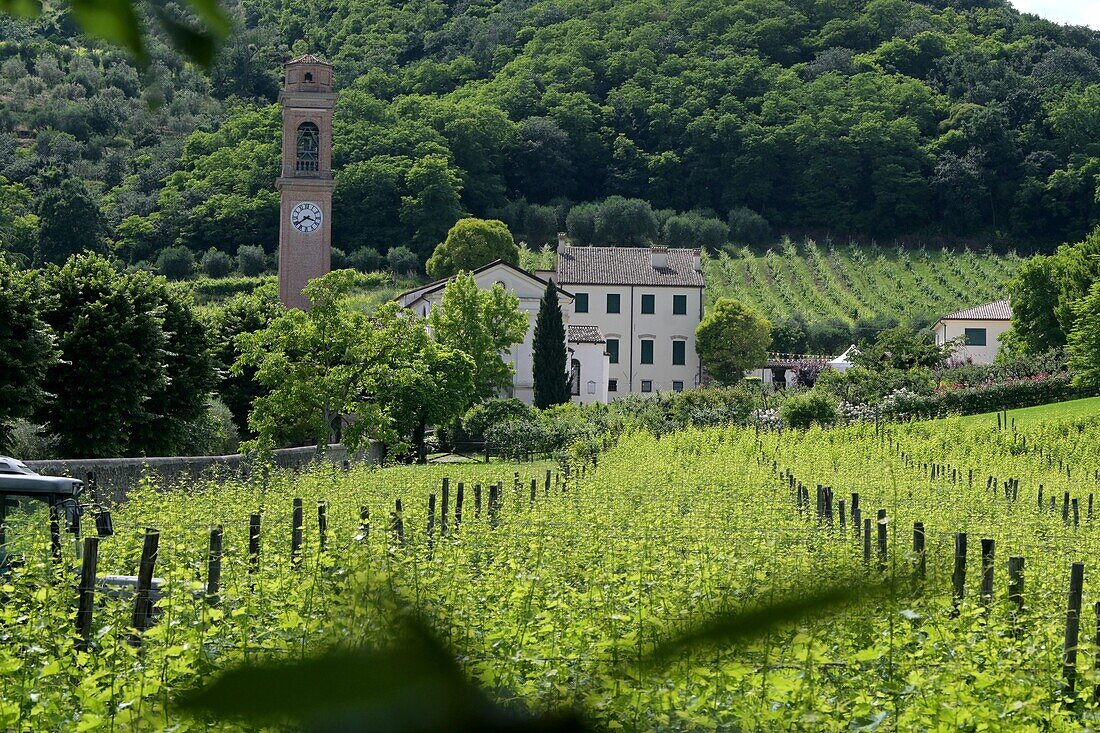 Weinberge bei Luvigniano in den Euganeischen Hügeln, bei Montegrotto, Provinz Padua, Veneto, Italien