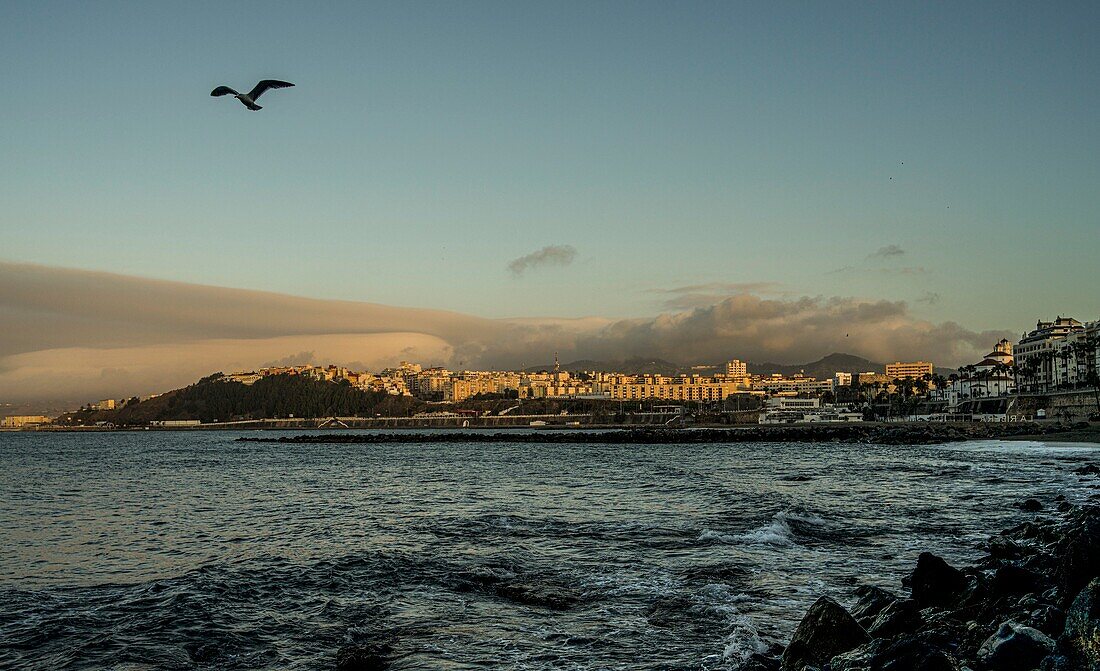  Bay of Ceuta in morning light with flying seagull, view of the city, North African coast, Spain 