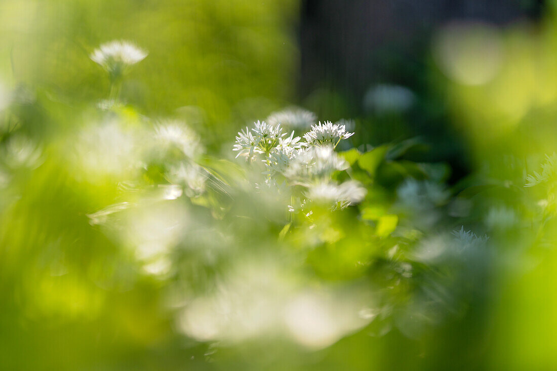  Wild garlic flowers in the spring forest, Bavaria, Germany 