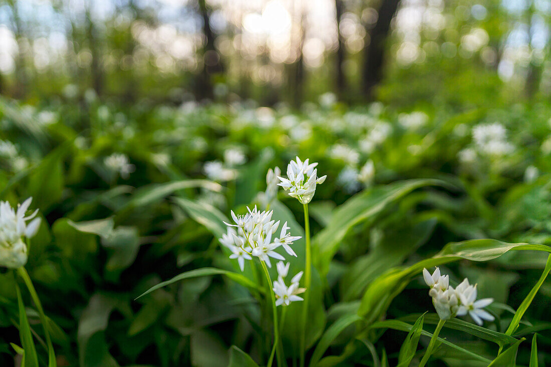 Bärlauchblüten im Frühlingswald, Bayern, Deutschland