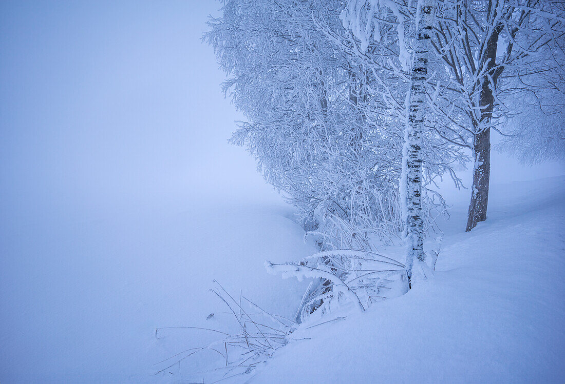 Winter im Kochelmoos, Kochel am See, Bayern, Deutschland