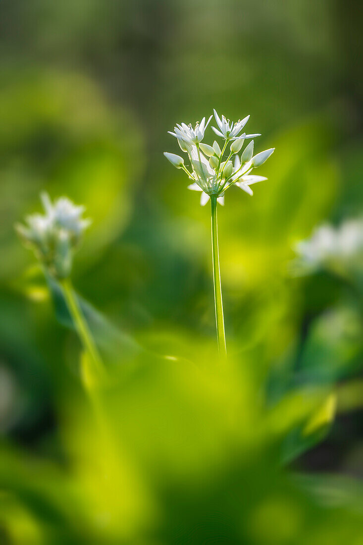  Wild garlic flowers in the spring forest, Bavaria, Germany 