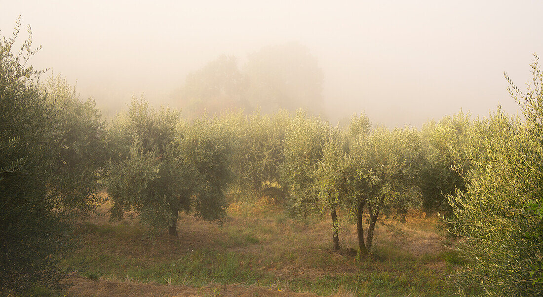 Ein Olivenhain unterhalb von Pienza im Morgennebel, Val d'Orcia, UNESCO Weltkulturerbe, Provinz Siena, Toskana, Italien, Europa