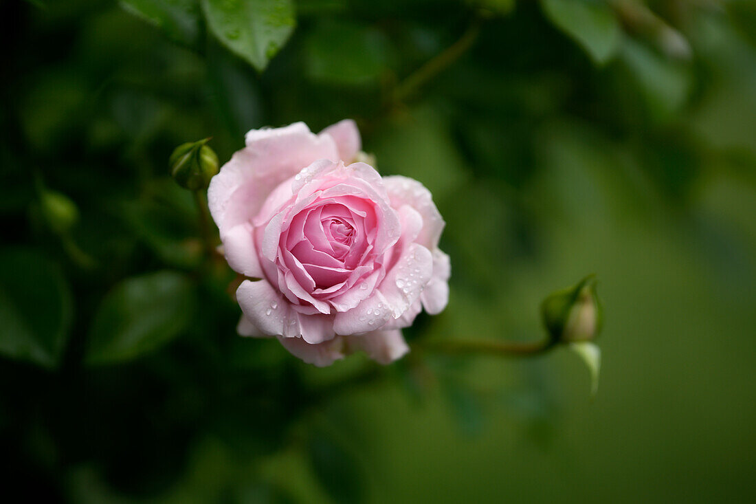  Delicate rose blossom after a rain shower in summer, Bavaria, Germany, Europe 