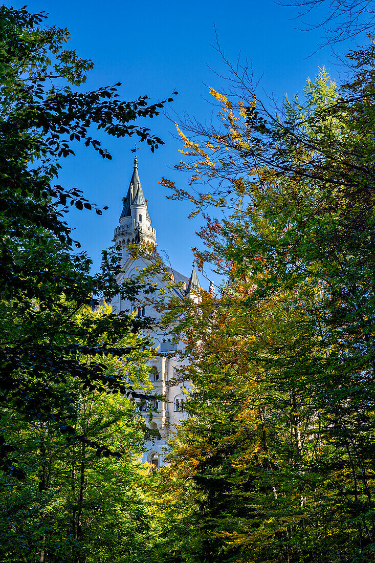  View of Neuschwanstein Castle on a late summer day, Oberallgäu, Bavaria, Germany 