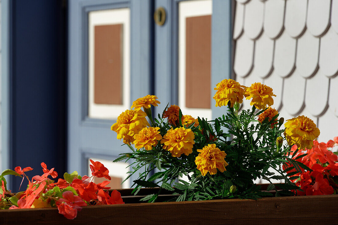 Blumenschmuck am Balkon, Altstadt Steinau an der Straße, Hessen, Deutschland