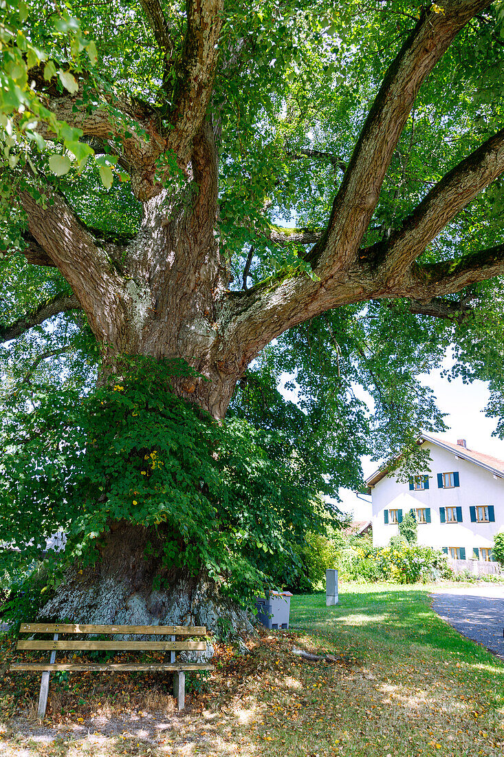 350 Jahre alte Sommerlinde (Tilia Platyphyllos) in Pemmering bei Isen in Oberbayern in Deutschland