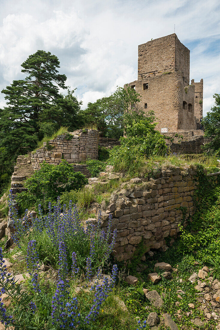  Castle ruins, Les Trois Châteaux d&#39;Eguisheim, Eguisheim, Plus beaux villages de France, Haut-Rhin, Alsace, Alsace, France 