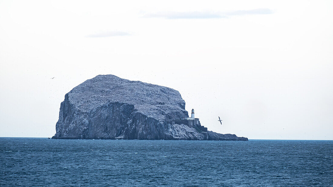  View of the bird colony on Bass Rock, lighthouse, East Lothian Coast, Scotland, United Kingdom 