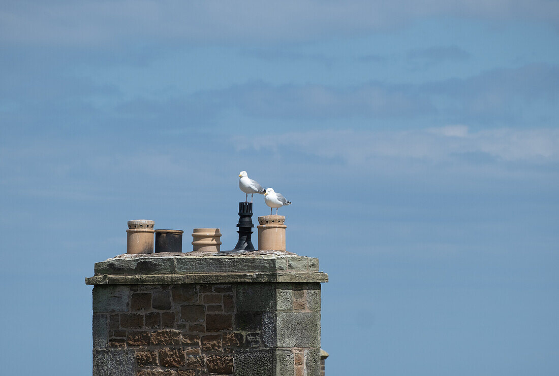  View of a Common Gull (Larus canus) in flight, Dunbar, East Lothian, Scotland, UK 