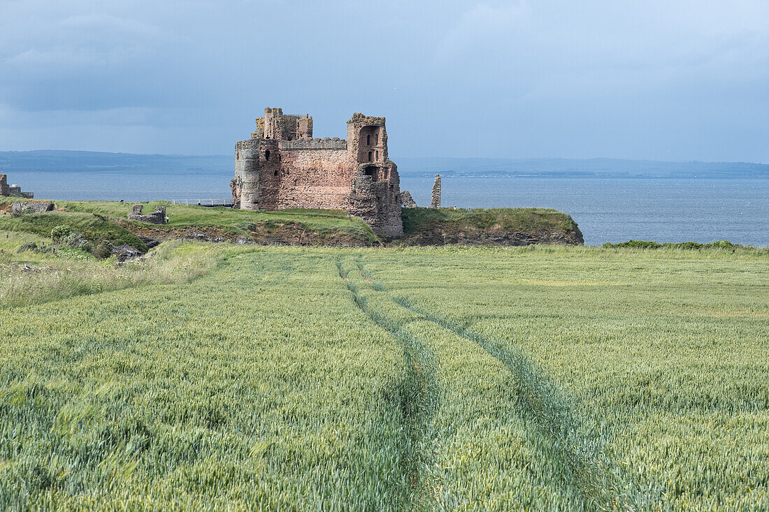  View of Tantallon Castle, with a wheat field in the foreground, North Berwick, East Lothian, Scotland, United Kingdom 