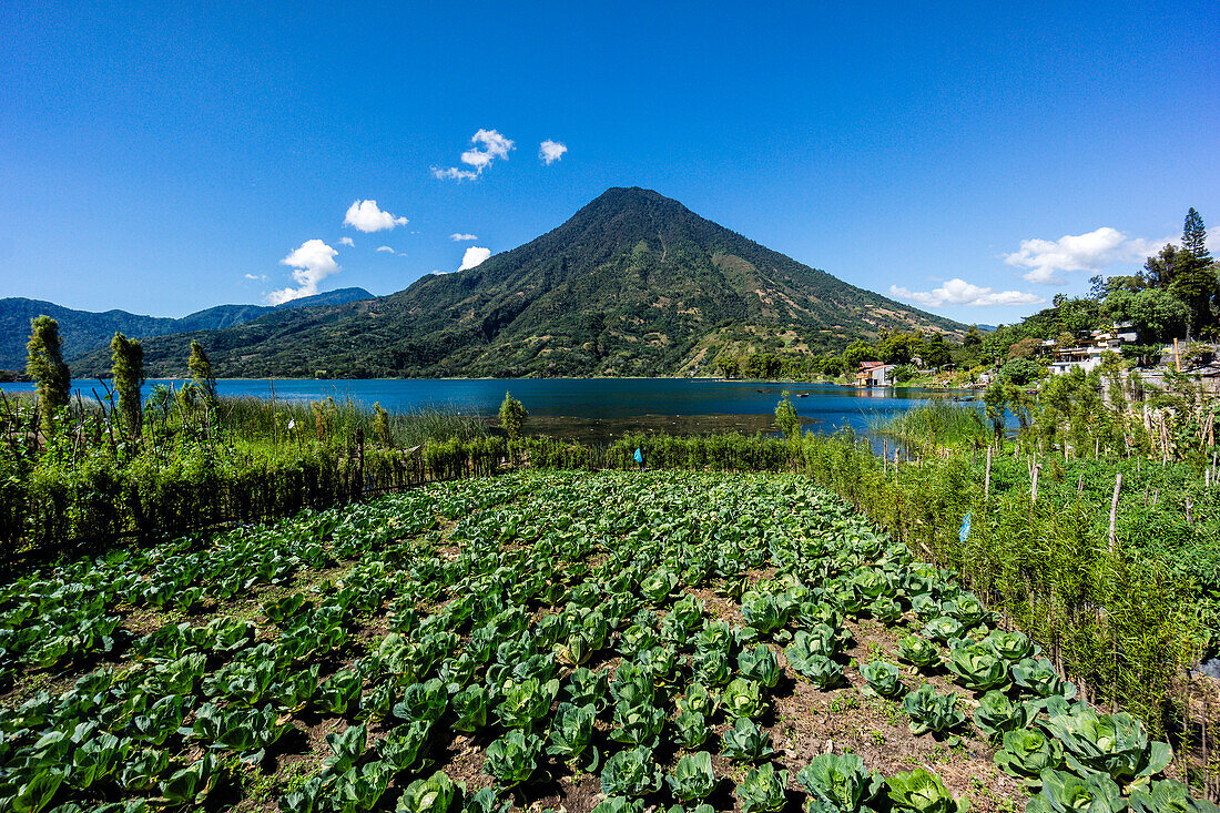 Gemüsefeld und Vulkan San Pedro, südwestlich der Caldera des Atitlán-Sees, Santiago Atitlán, Guatemala, Mittelamerika