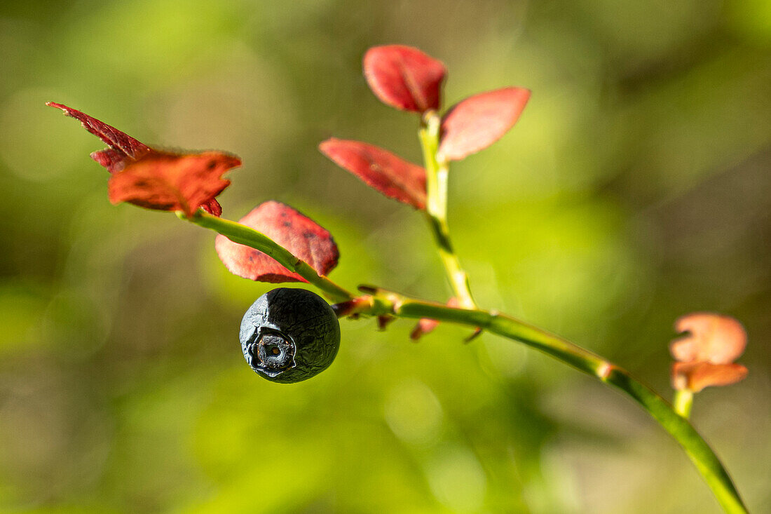 Closeup of a bilberry (Vaccinium myrtillus). Also known as European blueberries, Swedish blåbär is the most abundant berry in Sweden.