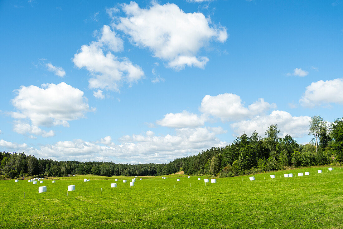 Trockene, in Plastik eingewickelte Heuballen auf einem Feld in Südschweden