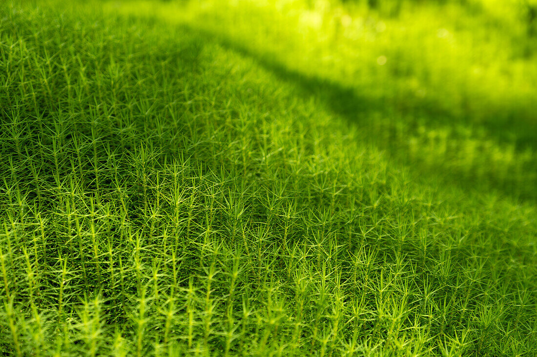 Closeup of Polytrichum commune (also known as common haircap, great golden maidenhair, great goldilocks, common haircap moss, or common hair moss).