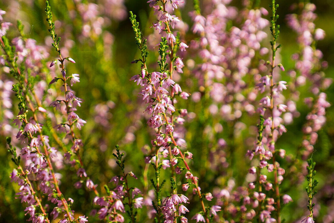  Nahaufnahme der Heide (Calluna vulgaris), die in einem Wald in Südschweden wächst. 