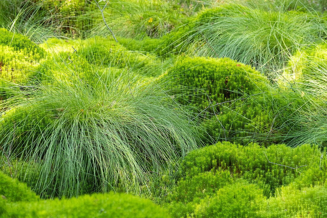  Polytrichum commune (auch bekannt als Gewöhnliches Haarmoos, Großes Goldlöckchen, Gewöhnliches Haarmoos oder Gewöhnliches Haarmoos). 