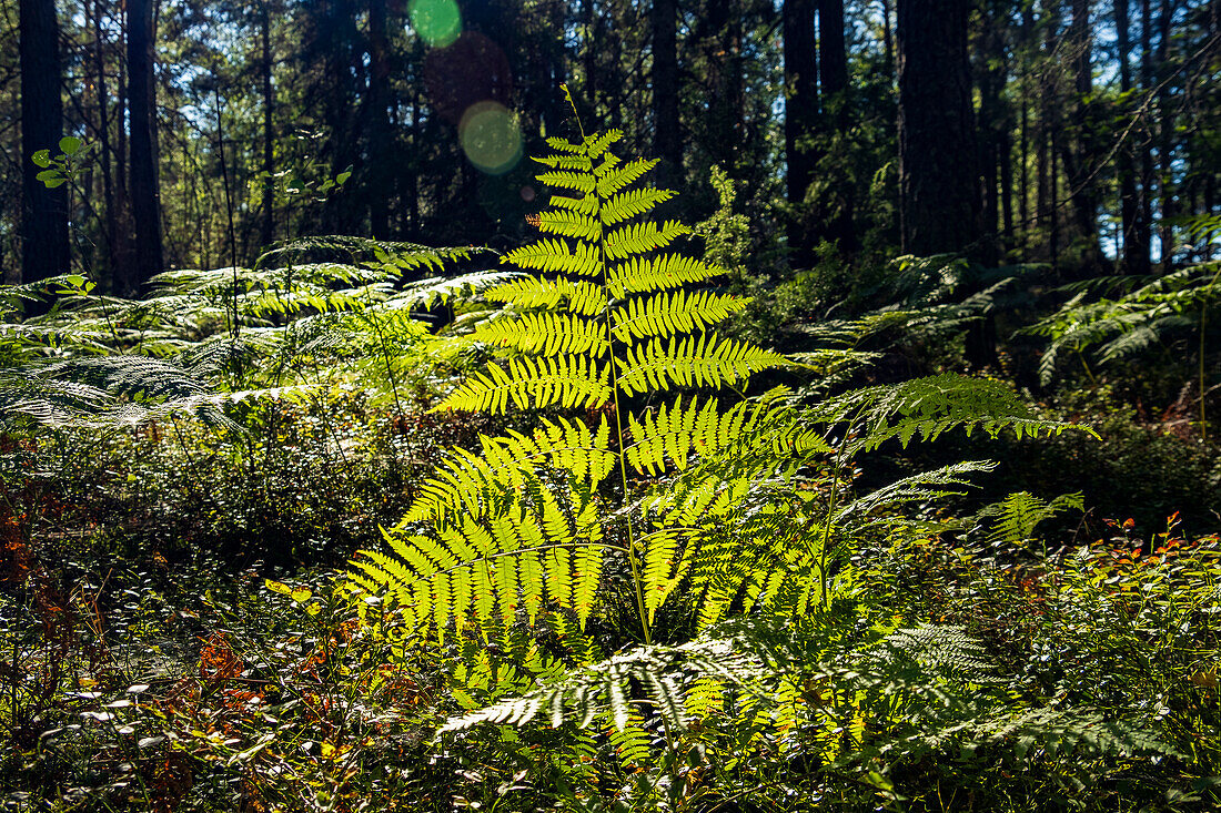  Von hinten beleuchteter Farn in einem Naturpark in Schweden. 