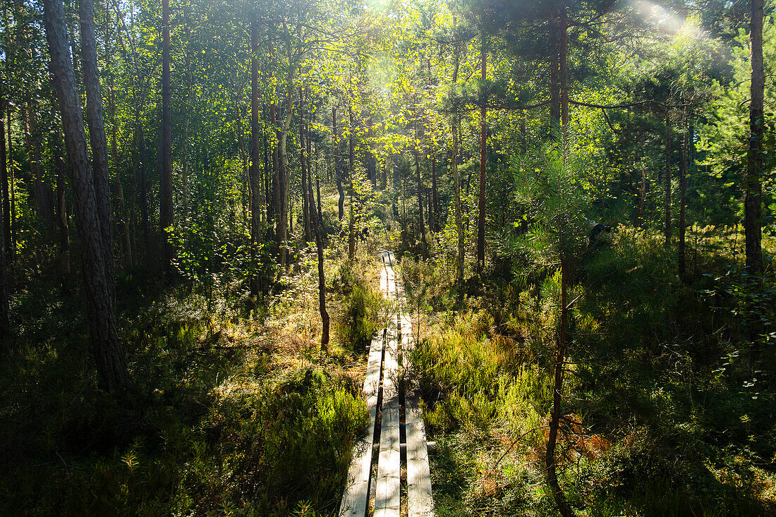 Boardwalk through Listorp, a natural reserve in Southern Sweden