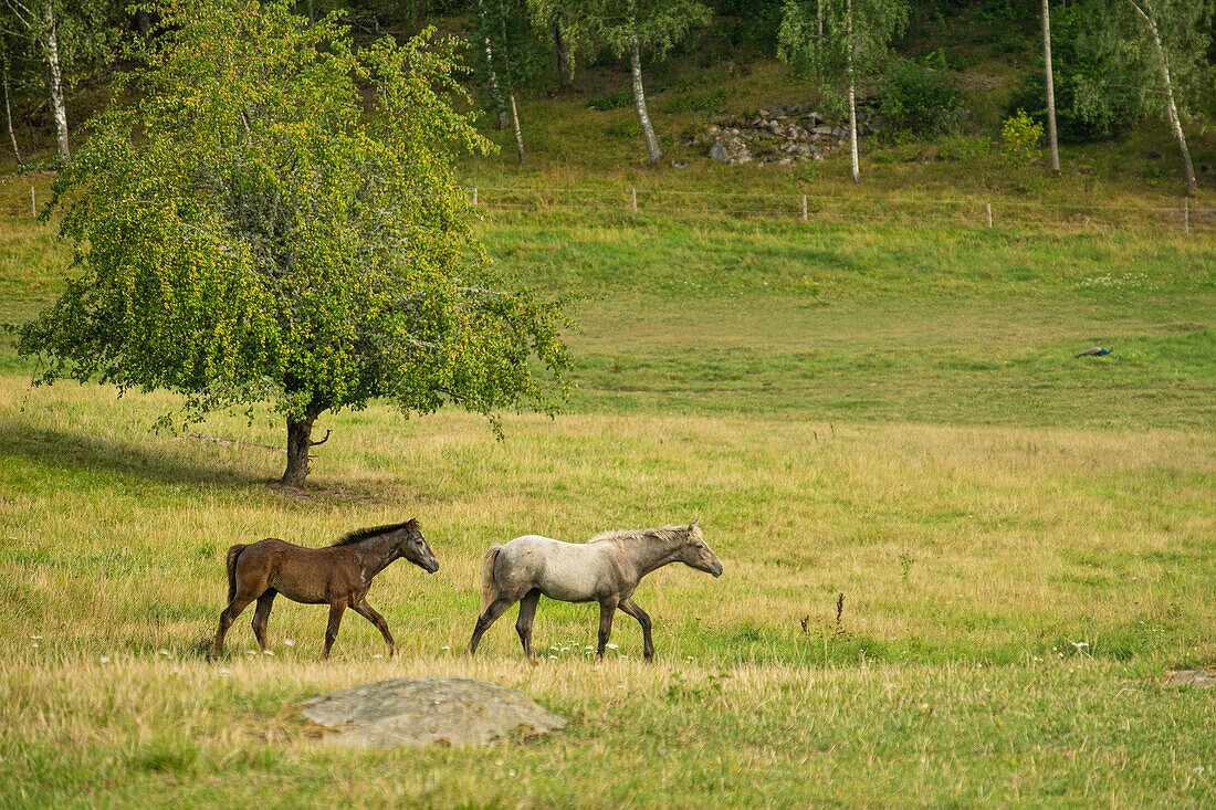 Connemara-Pony (Pacaillín Connemara) auf einer natürlichen Weide in Südschweden