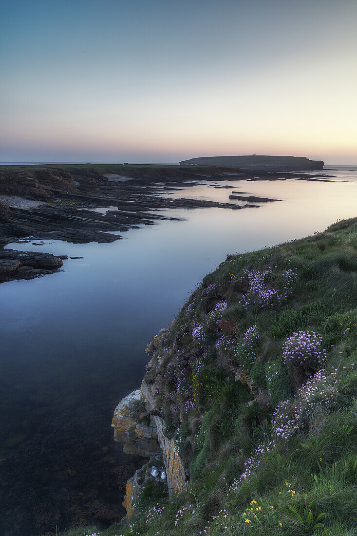 Blumen an Steilküste bei Sonnenuntergang, Brough of Birsay,  Mainland, Orkney Islands, Schottland, Großbritannien