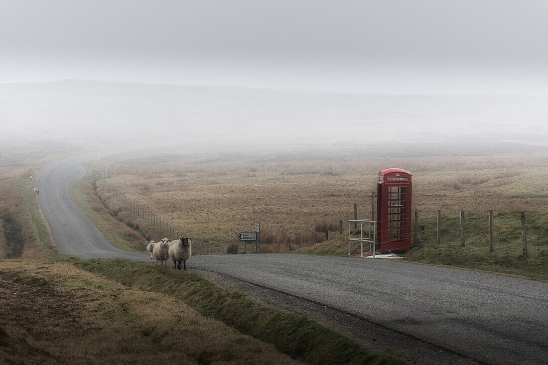  Red English telephone box on a lonely country road in the fog. Sheep on the road. 