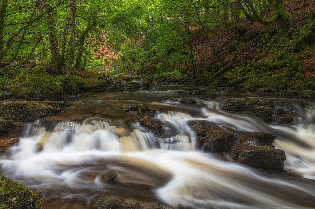  Rapids in the foreground. River Tay in the Green Forest. No sky. Aberfeldy, Scotland, United Kingdom. 