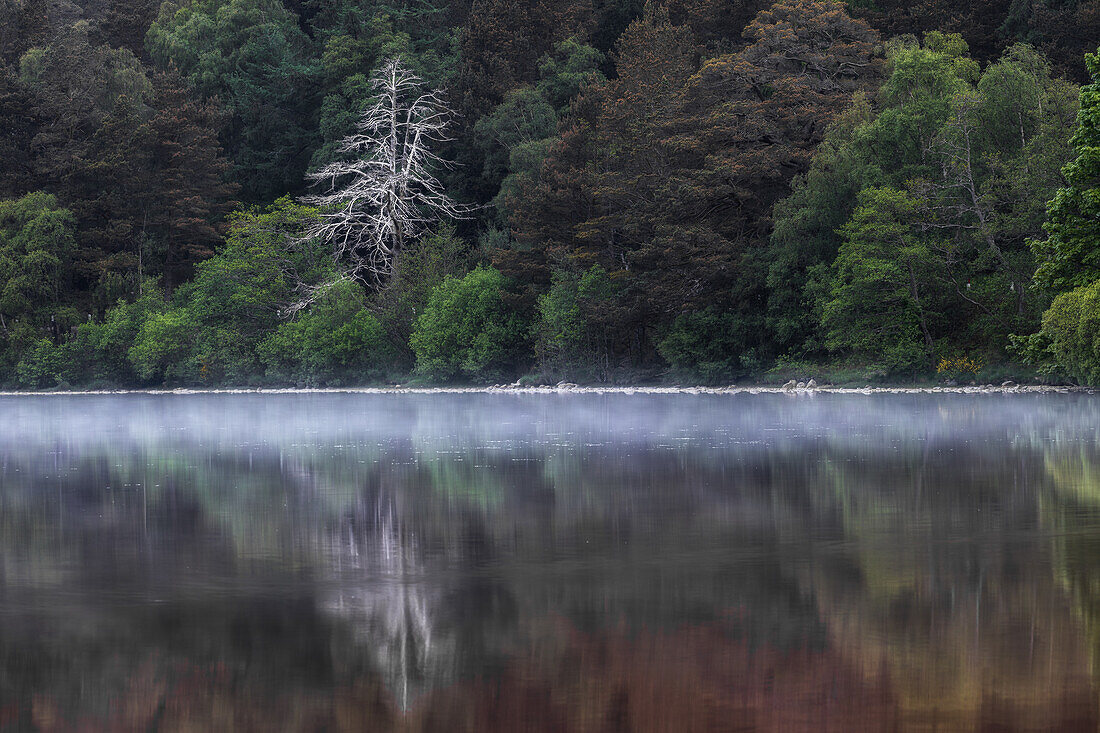  Dead tree on the lake shore between green trees, reflected on water surface. Loch Morlich, Highlands, Scotland, Great Britain 