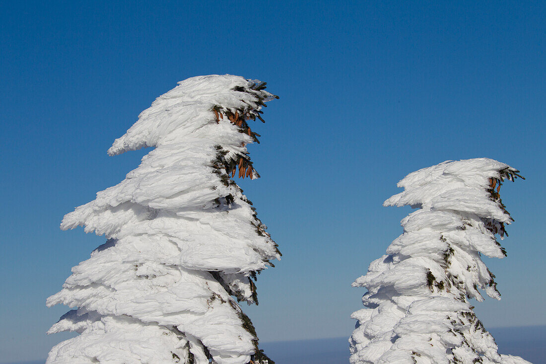  Spruce, Picea abies, snowy tree, Brocken, summit, Harz, Harz National Park, winter, Saxony-Anhalt, Germany 