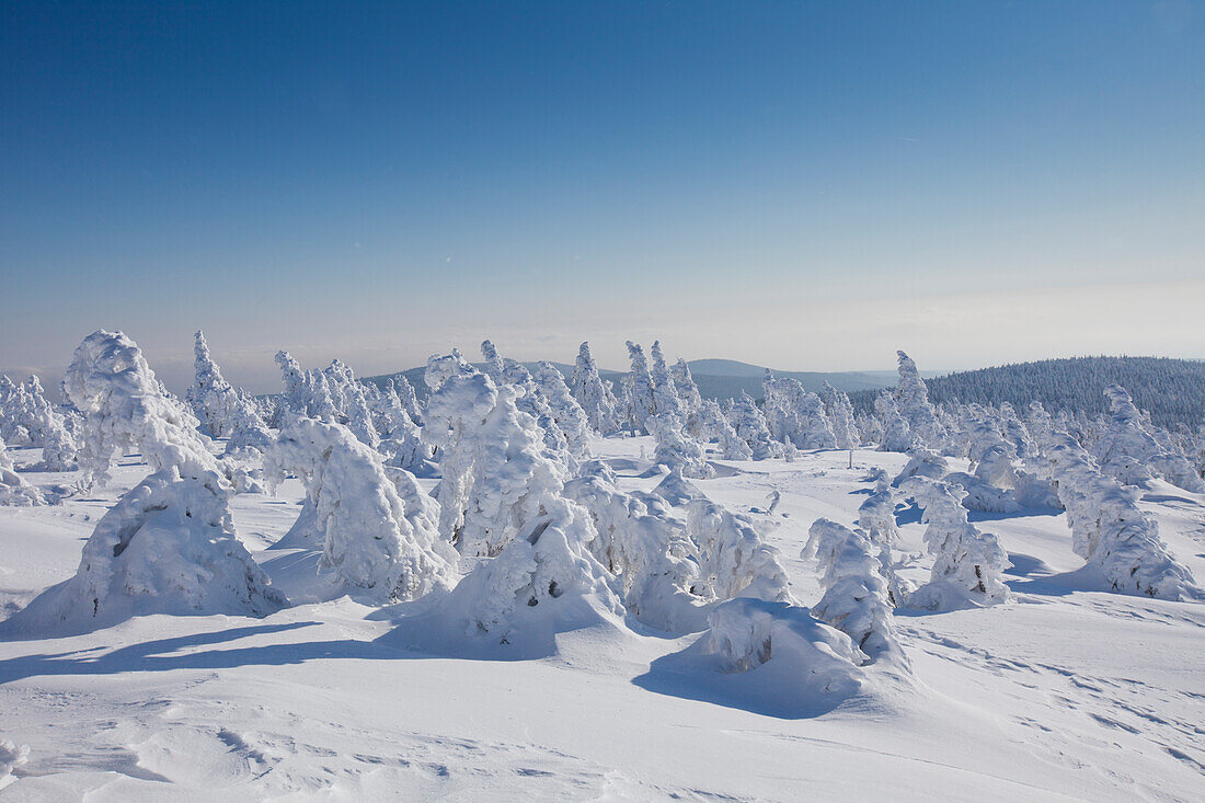 Fichten, Picea abies, verschneite Baeume, Brocken, Gipfel, Harz, Nationalpark Harz, Winter, Sachsen-Anhalt, Deutschland