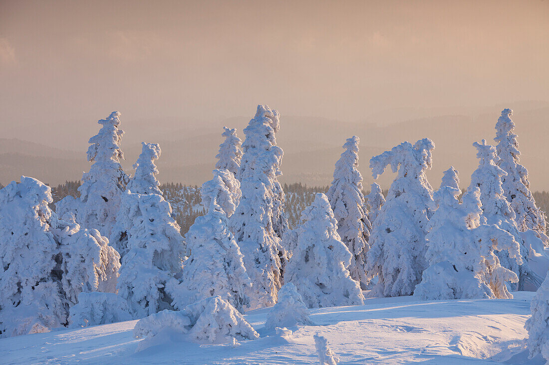  Spruces, Picea abies, snow-covered trees, Brocken, summit, Harz, Harz National Park, winter, Saxony-Anhalt, Germany 