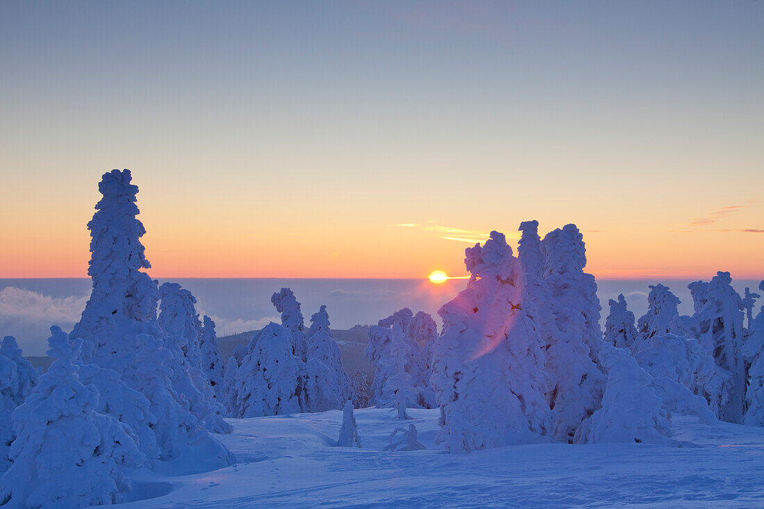  Spruces, Picea abies, snow-covered trees, Brocken, summit, Harz, Harz National Park, winter, Saxony-Anhalt, Germany 