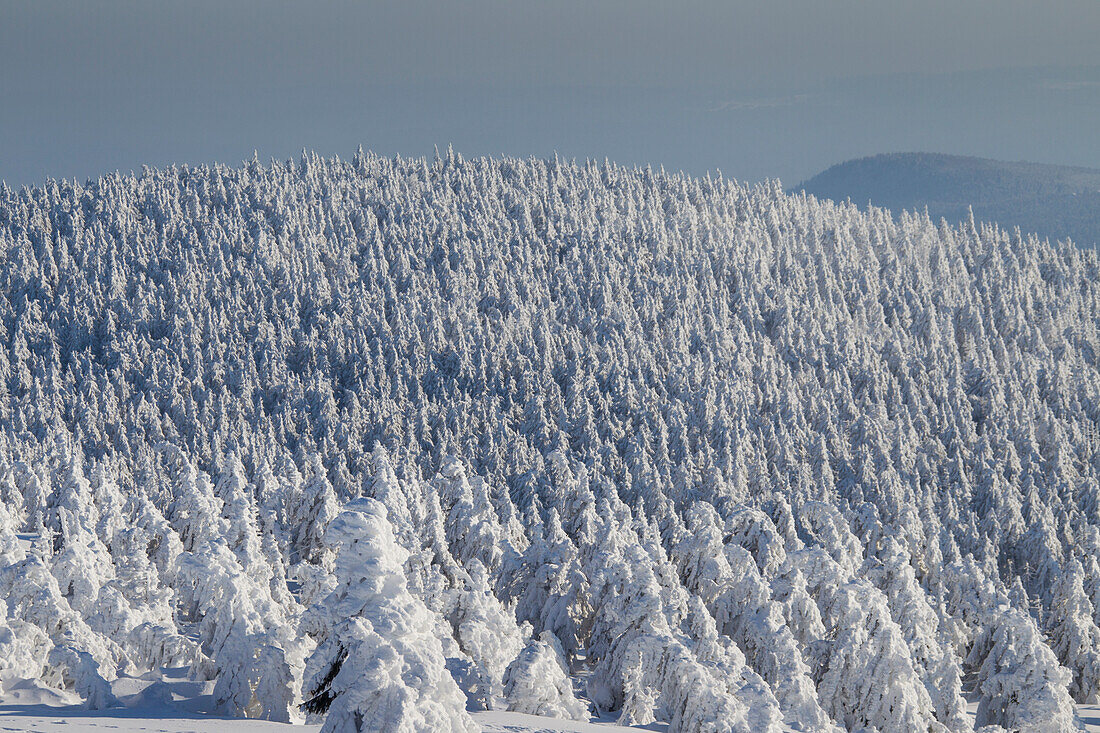 Fichten, Picea abies, verschneite Baeume, Brocken, Gipfel, Harz, Nationalpark Harz, Winter, Sachsen-Anhalt, Deutschland