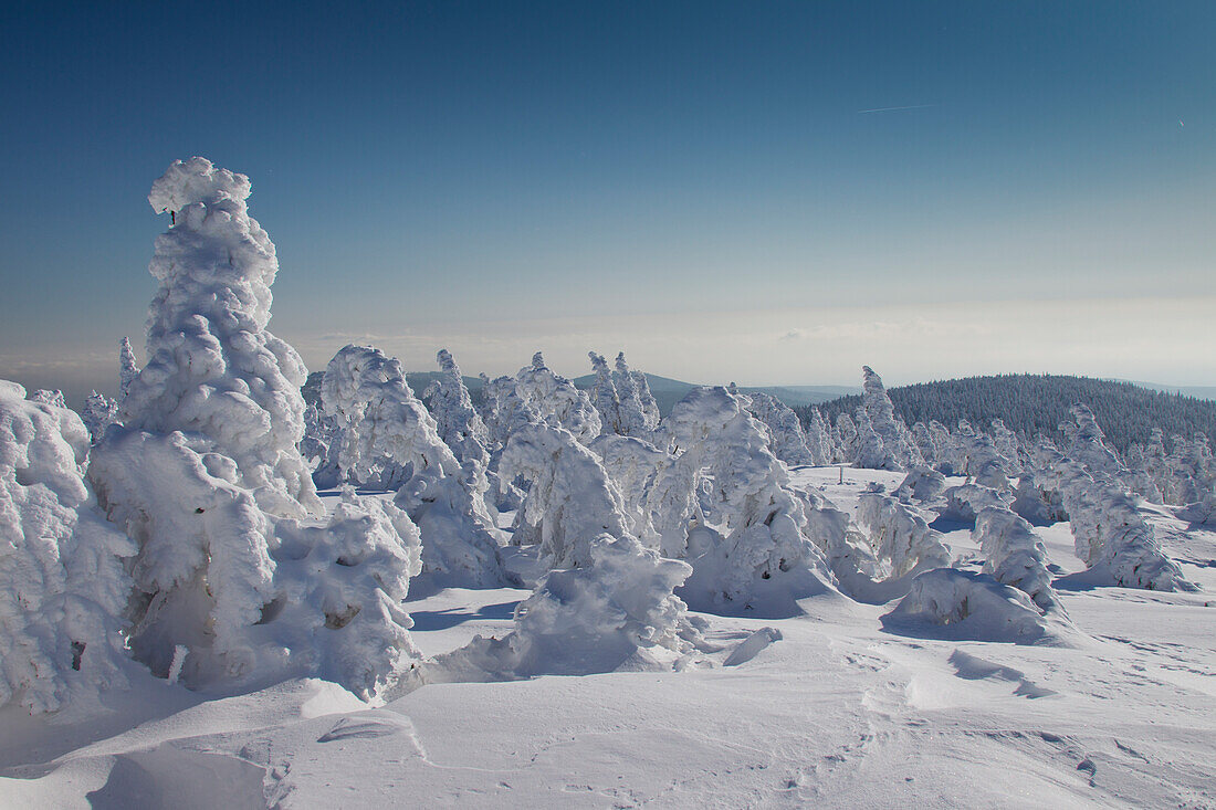  Spruces, Picea abies, snow-covered trees, Brocken, summit, Harz, Harz National Park, winter, Saxony-Anhalt, Germany 