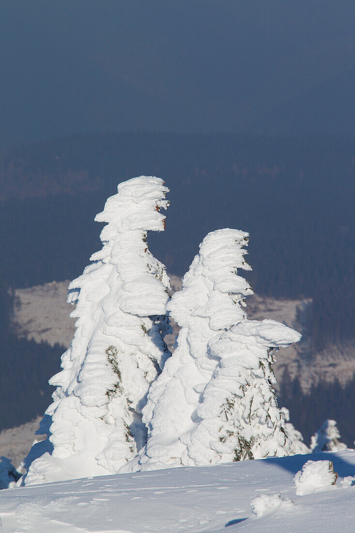  Spruces, Picea abies, snow-covered trees, Brocken, summit, Harz, Harz National Park, winter, Saxony-Anhalt, Germany 