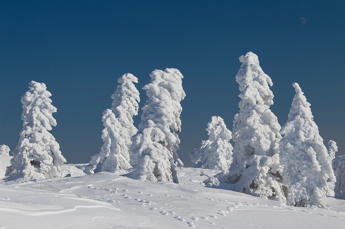 Fichten, Picea abies, verschneite Baeume, Brocken, Gipfel, Harz, Nationalpark Harz, Winter, Sachsen-Anhalt, Deutschland