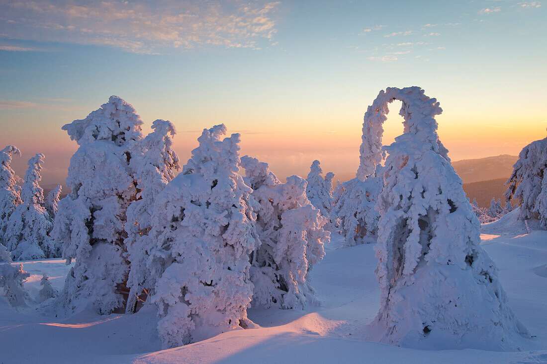  Spruces, Picea abies, snow-covered trees, Brocken, summit, Harz, Harz National Park, winter, Saxony-Anhalt, Germany 