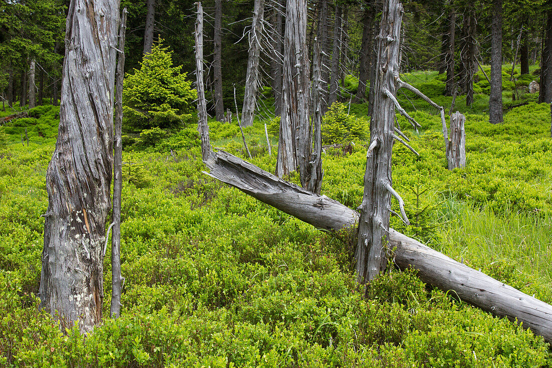  Brocken Forest, Harz National Park, Saxony-Anhalt, Germany 