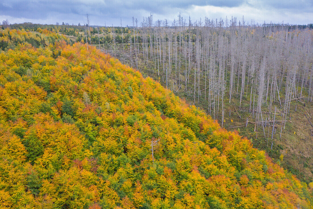 Rotbuche, Fagus sylvatica, herbstlicher Laubwald neben durch Borkenkäfer, Scolytinae, abgestorbenen Fichtenwald, Nationalpark Harz, Sachsen-Anhalt, Deutschland