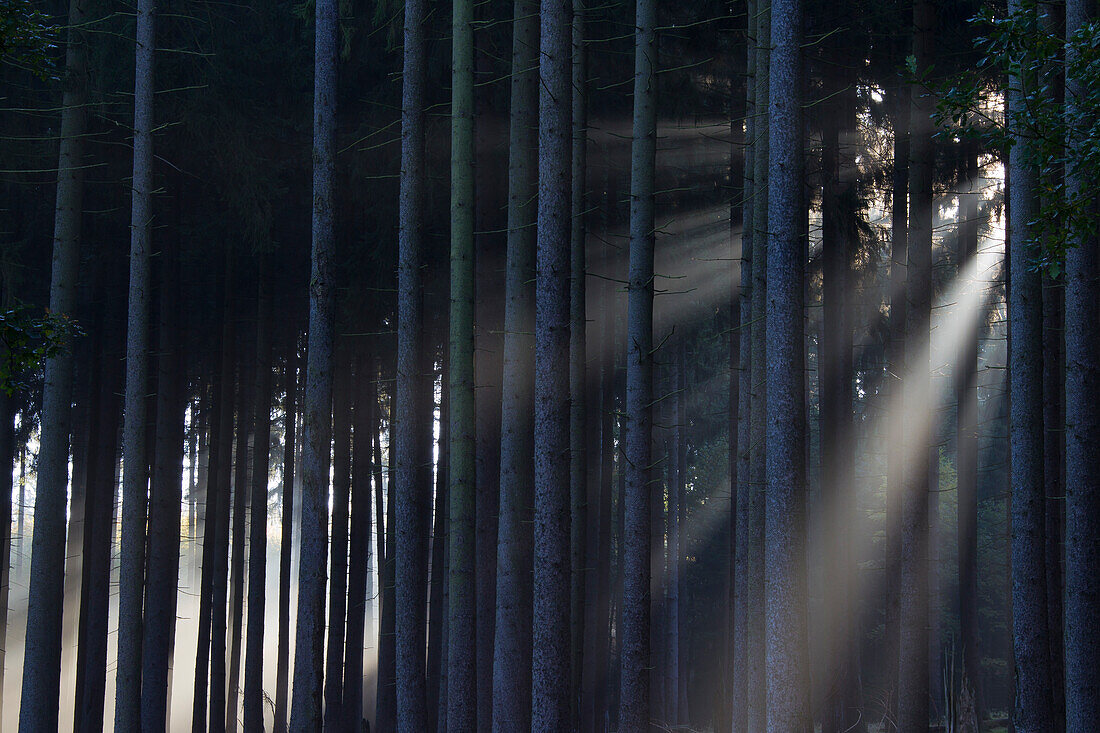 Gemeine Fichte, Picea abies, Fichtenwald im Nebel, Niedersachsen, Deutschland