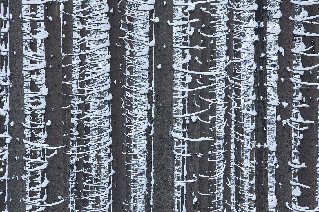  Spruce, Picea abies, spruce trunks, tree trunks, Harz, Harz National Park, winter, Saxony-Anhalt, Germany 