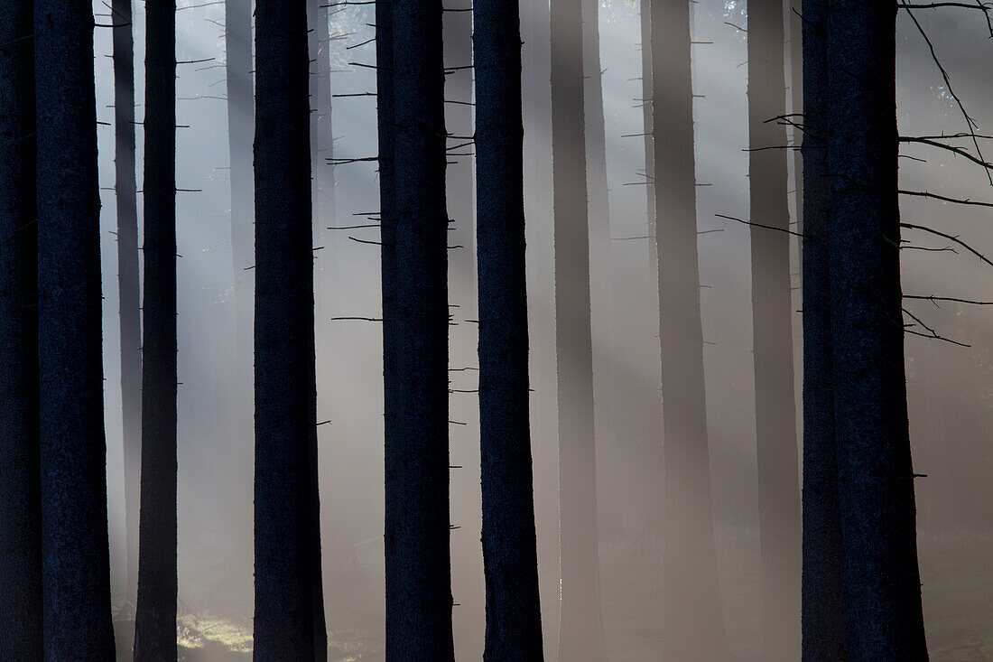 Gemeine Fichte, Picea abies, Fichtenwald im Nebel, Niedersachsen, Deutschland