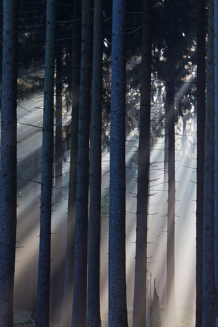  Norway spruce, Picea abies, spruce forest in the fog, Lower Saxony, Germany 