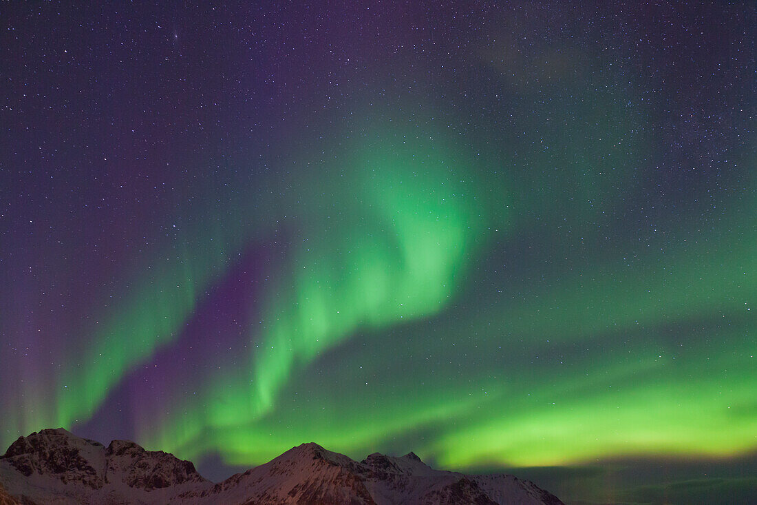  Northern lights, Aurora borealis, in the night sky, Lofoten, Norway 